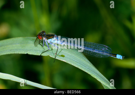 Rotäugigen Damselfly (Erythromma Najas), Männchen mit Beute Stockfoto