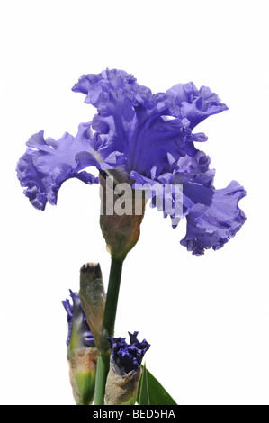 violette Iris Blume an einem sonnigen Tag isoliert auf weißem Hintergrund Stockfoto