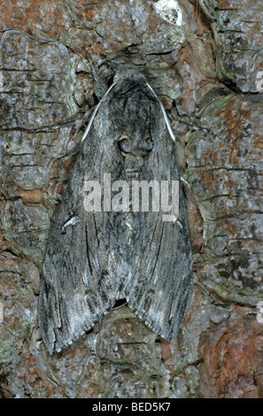 Convolvulus Hawk-Moth (di Convolvuli) in Ruhe an einem Baumstamm Stockfoto