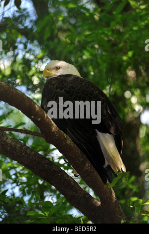 Weißkopfseeadler Haliaeetus Leucocephalus, Florida, in Gefangenschaft Stockfoto