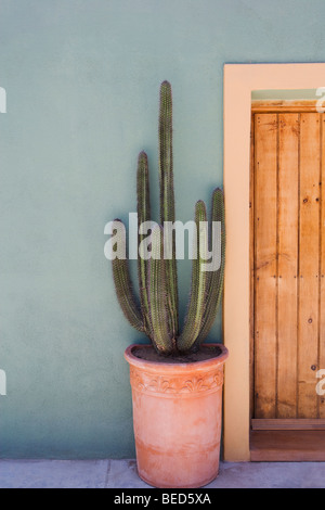 Kaktus in einen Topf vor einer Wand, Santa Fe, New Mexico, USA Stockfoto