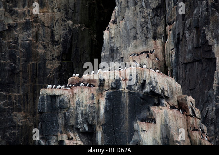 Ein Vogel-Klippe mit Brünnichs Trottellummen in Svalbard Stockfoto