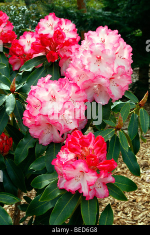 Rhodododendron "Point Defiance" Stockfoto