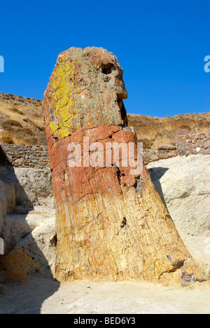 Versteinerter Baumstumpf, der versteinerte Wald zwischen Sigri und Antissa, Insel Lesbos, Ägäis, Griechenland, Europa Stockfoto