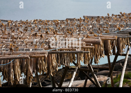 Kabeljau-Stockfisch Flocken hängen Stockfoto