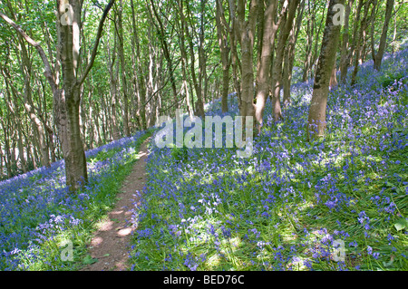 Frühling Glockenblumen Teppichboden Wald am Rande des Salcombe Hill, Sidmouth Stockfoto