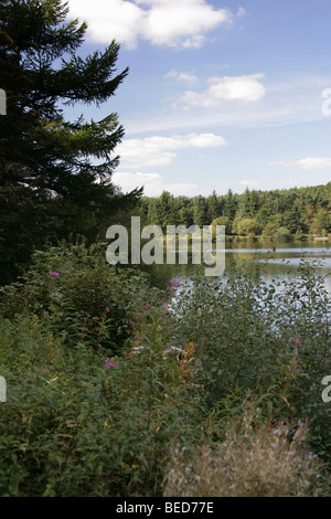 East Cheshire, England. Ländliche Ansicht des Trentabank-Stausees mit Macclesfield Wald im Hintergrund. Stockfoto