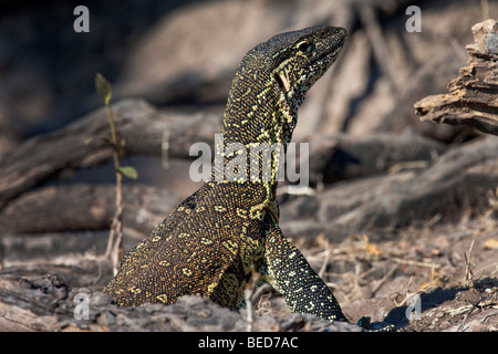 Wasser-Monitor (Varanus Niloticus) am Chobe Fluss in Botsuana Stockfoto