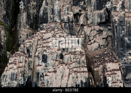 Ein Vogel-Klippe mit Brünnichs Trottellummen in Svalbard Stockfoto