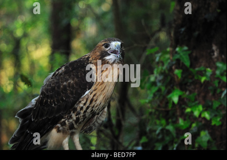 Rot - angebundener Falke, Buteo Jamaicensis, Florida, in Gefangenschaft Stockfoto