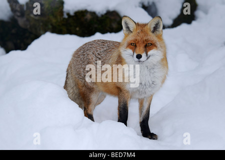Füchse, die Paarung Stockfoto, Bild: 310595436 - Alamy