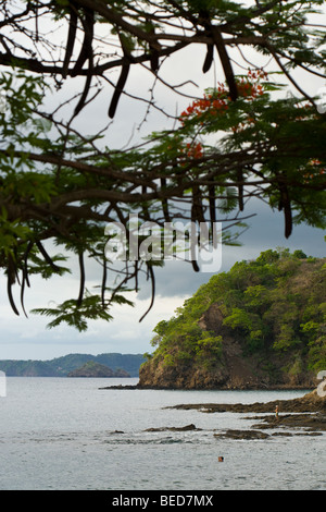 Blühende Royal Poinciana Bäume säumen die ruhigen schwarzen Sand Strand von Playa Ocotal in Guanacaste Provinz von Costa Rica. Stockfoto