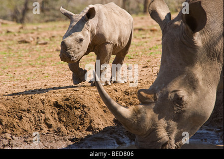 White Rhino-Mutter und junges Kalb Stockfoto