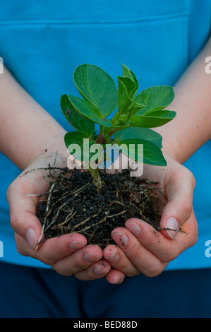 Saubohne Sämling in weiblichen Händen gehalten Stockfoto