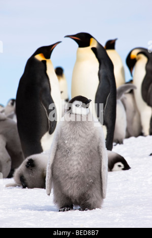 1 süße kuscheliges Baby Kaiserpinguin-Küken steht im Schnee vor der Erwachsenen paar und Brutkolonie, Snow Hill, Antarktis Stockfoto