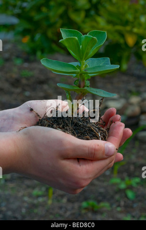 Saubohne Sämling in weiblichen Händen gehalten Stockfoto