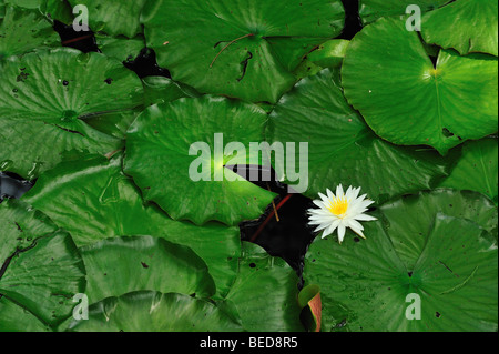 Seerose, Nymphaea SP., See Bradford, Florida Stockfoto