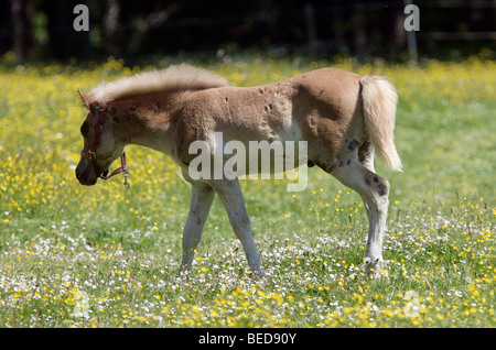 Haflinger-Pferd (Equus Caballus), Fohlen auf einem Feld in der Eng, Tirol, Österreich, Europa Stockfoto