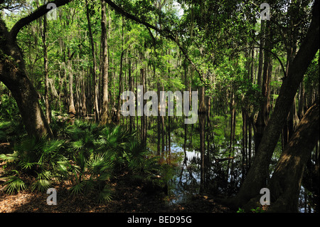 Sumpfzypresse, Taxodium Distichum See Bradford, Florida Stockfoto