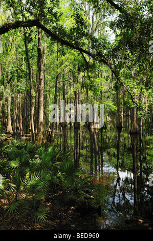 Sumpfzypresse, Taxodium Distichum See Bradford, Florida Stockfoto