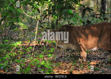 Florida Panther, Puma Concolor Coryi, Florida, in Gefangenschaft Stockfoto