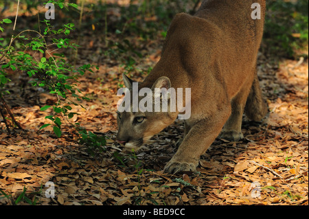 Florida Panther, Puma Concolor Coryi, Florida, in Gefangenschaft Stockfoto