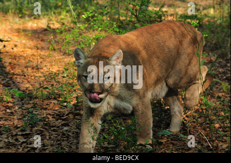 Florida Panther, Puma Concolor Coryi, Florida, in Gefangenschaft Stockfoto