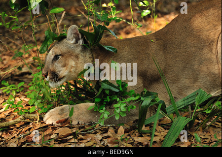 Florida Panther, Puma Concolor Coryi, Florida, in Gefangenschaft Stockfoto