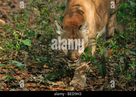 Florida Panther, Puma Concolor Coryi, Florida, in Gefangenschaft Stockfoto
