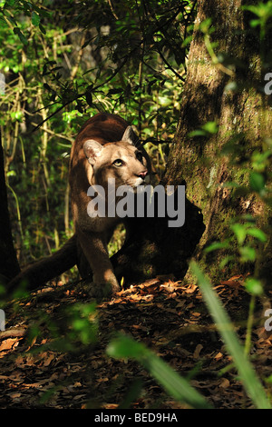 Florida Panther, Puma Concolor Coryi, Florida, in Gefangenschaft Stockfoto