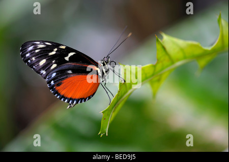 Tiger Heliconian oder Ismenius Tiger (Heliconius Ismenius) auf einem Blatt Stockfoto