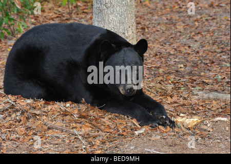 Schwarzer Bär, Ursus americanus, Florida, Captive Stockfoto