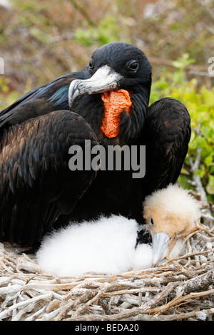 Herrliche Fregattvogels (Fregata magnificens) mit Küken im Nest, North Seymour Island, Galapagos-Archipel, Ecuador, Süd A Stockfoto