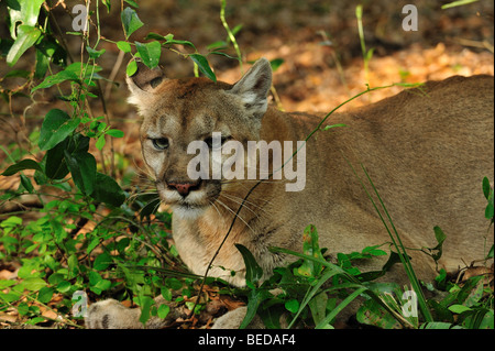 Florida Panther, Puma Concolor Coryi, Florida, in Gefangenschaft Stockfoto