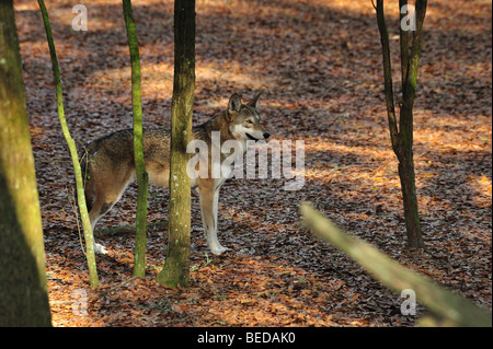 Red Wolf, Canis Rufus, Florida (Captive) Stockfoto