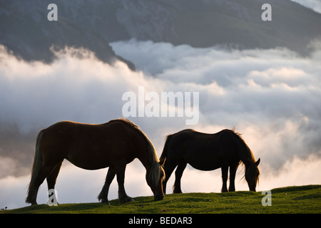 Pferde grasen über ein Meer von Wolken am Col d'Aubisque, Aquitaine, Frankreich Stockfoto