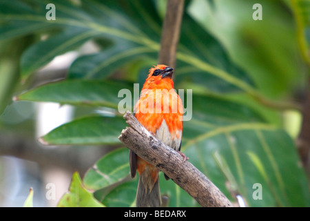 Madagaskar-Fody (Foudia Madagascariensis) Stockfoto