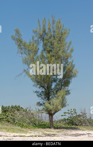 Australische Kiefer Baum Casuarina Equisetifolia auf Küste Strand Düne in Florida Stockfoto