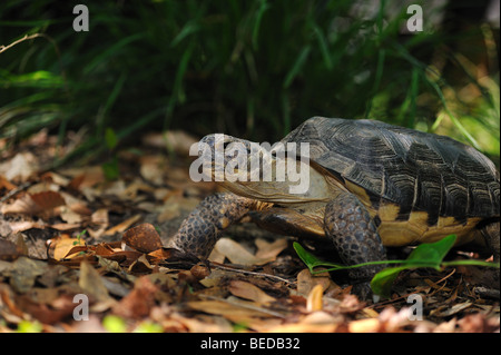 Gopher Schildkröte, Gopherus Polyphemus, Florida, gefangen Stockfoto