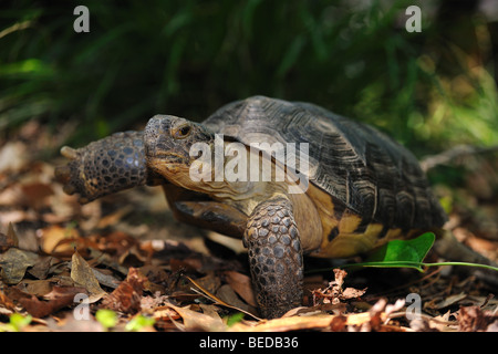 Gopher Schildkröte, Gopherus Polyphemus, Florida, gefangen Stockfoto