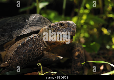 Gopher Schildkröte, Gopherus Polyphemus, Florida, gefangen Stockfoto