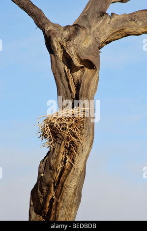 Toten Camel Thorn Tree (Acacia Erioloba) an die Dead Vlei in der Namib-Wüste, Namibia, Afrika Stockfoto