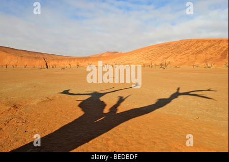 Toten Camel Thorn Tree (Acacia Erioloba) an die Dead Vlei in der Namib-Wüste, Namibia, Afrika Stockfoto