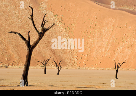 Toten Camel Thorn Bäumen (Acacia Erioloba) an die Dead Vlei in der Namib-Wüste, Namibia, Afrika Stockfoto