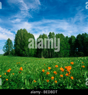 Weltweit Blumen und Birkenhain in den Ausläufern des Altai. Sibirien, Russland Stockfoto