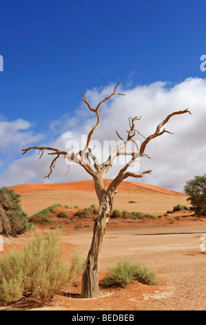 Sossusvlei im Namib-Wüste, Namibia, Afrika Stockfoto