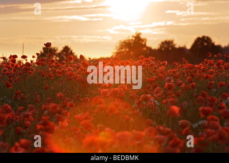 Mais oder Feld Mohn (Papaver Rhoeas), Feld, Sonne, Wolken Stockfoto