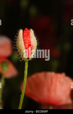 Mais oder Feld Mohn (Papaver Rhoeas), bud Stockfoto