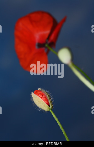 Mais oder Feld Mohn (Papaver Rhoeas), bud Stockfoto