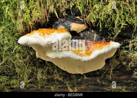 Agaric an einem Baumstamm liegend auf dem Boden im kalten Regenwald, Vancouver Island, Kanada, Nordamerika Stockfoto